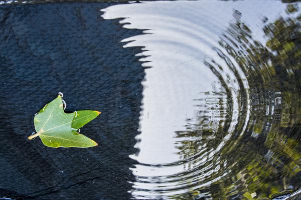 Leaf calmly floating in the water among the ripples.